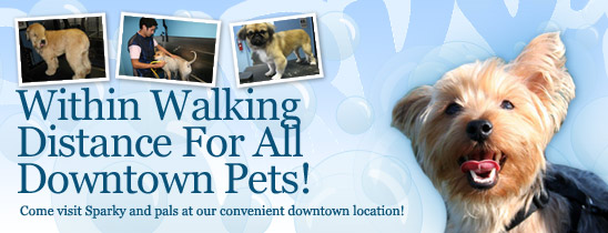 Downtown's Finest Pet Groomers